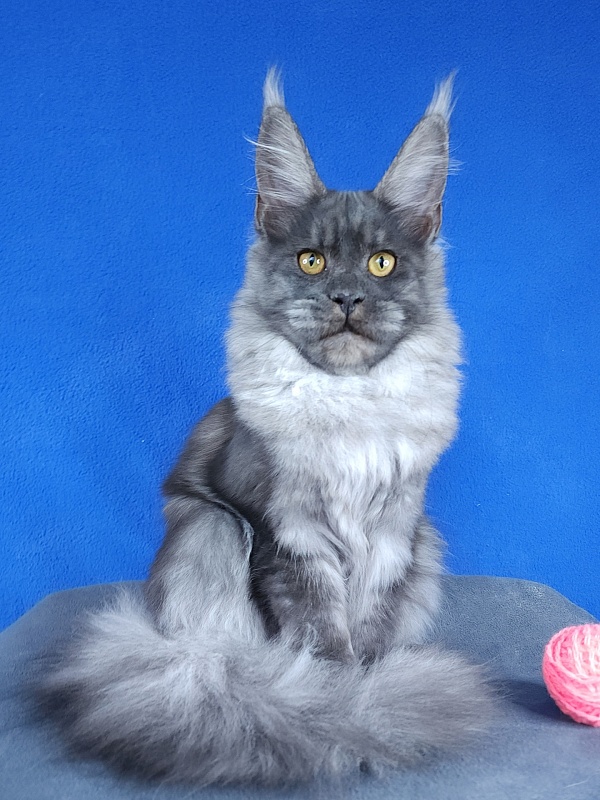 Javi Akbars - Kitten maine-coon 5 months 2 weeks