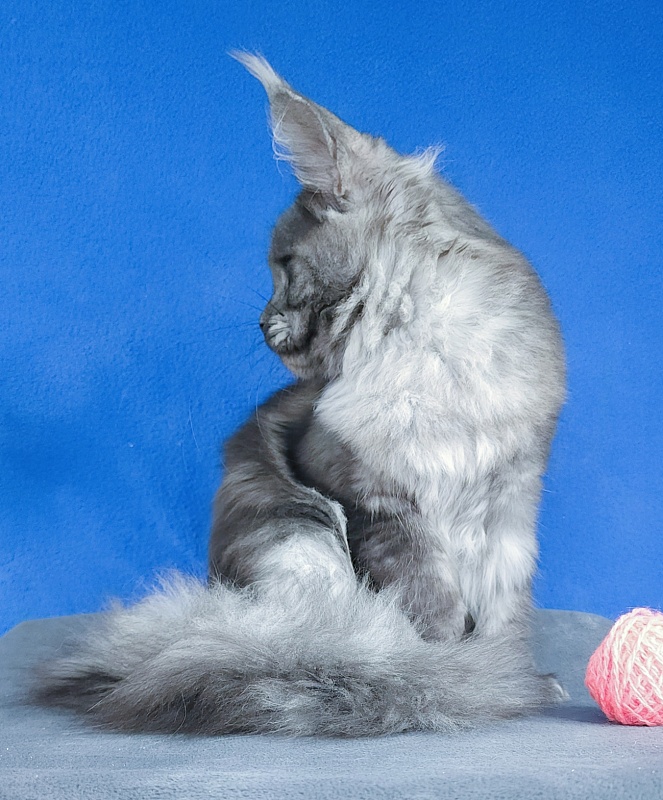Javi Akbars - Kitten maine-coon 5 months 2 weeks