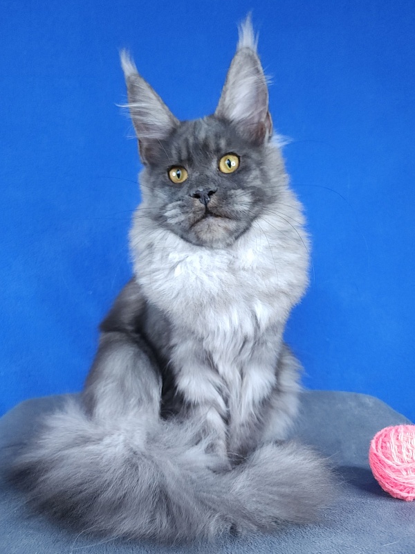 Javi Akbars - Kitten maine-coon 5 months 2 weeks