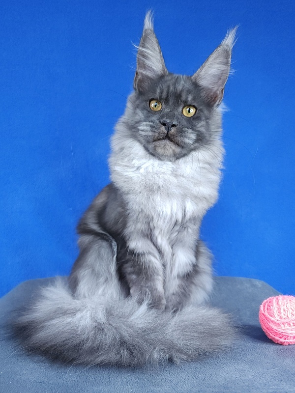 Javi Akbars - Kitten maine-coon 5 months 2 weeks