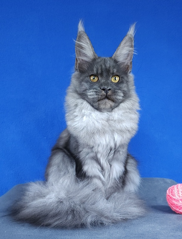 Javi Akbars - Kitten maine-coon 5 months 2 weeks