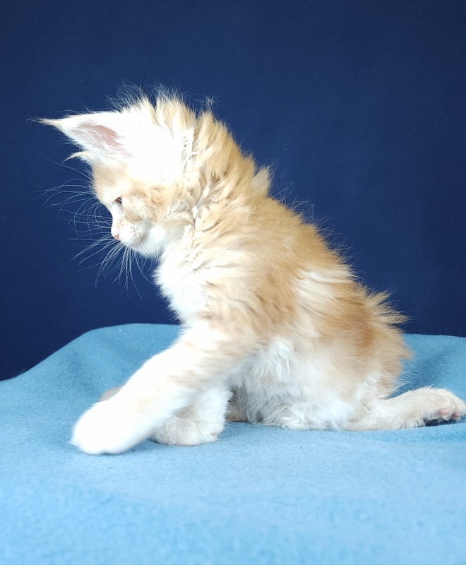 Oscar Akbars - Kitten maine-coon 1 month 1 week