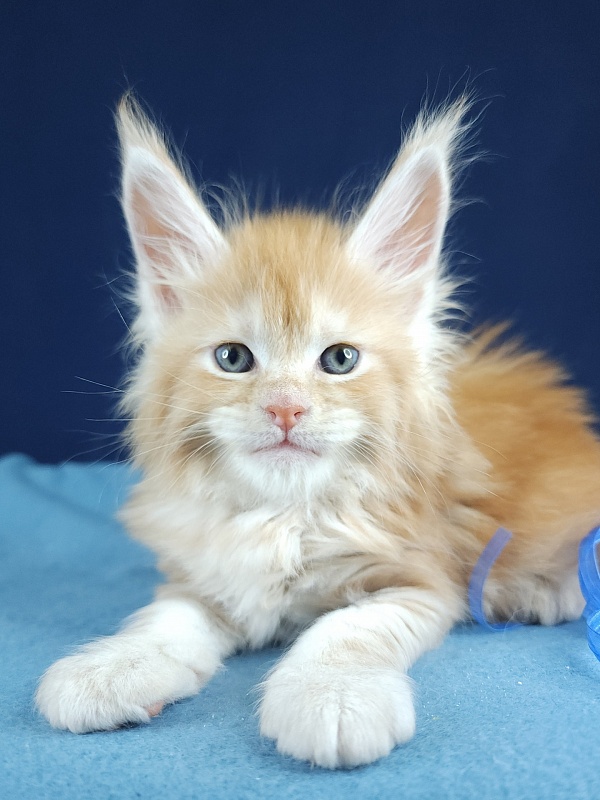 Oscar Akbars - Kitten maine-coon 1 month 1 week