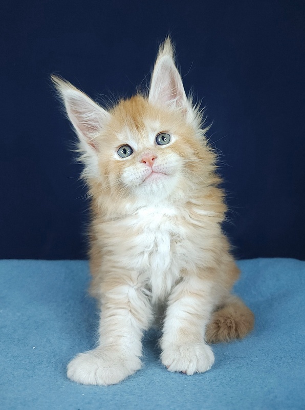 Oscar Akbars - Kitten maine-coon 1 month 1 week