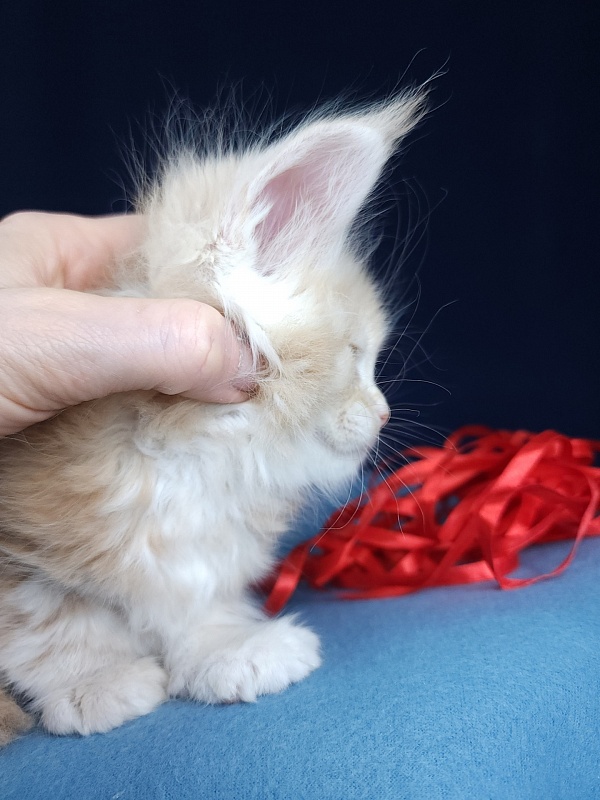 Ostap Akbars  (for PET) - Kitten maine-coon 1 month 1 week