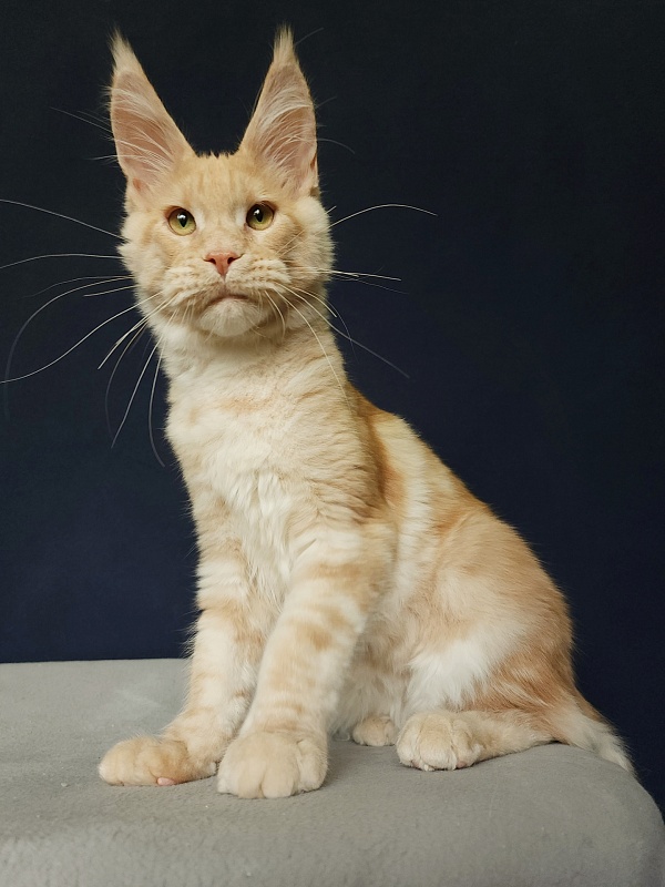 Ostap Akbars  (for PET) - Kitten maine-coon 4 months 3 weeks