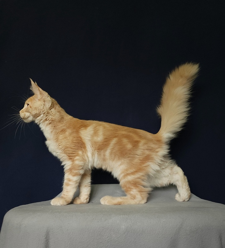 Ostap Akbars  (for PET) - Kitten maine-coon 4 months 3 weeks