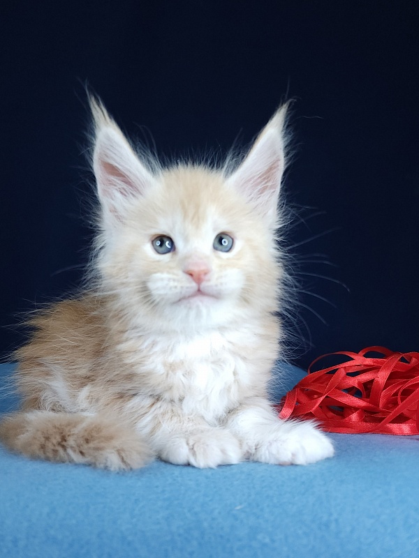 Ostap Akbars  (for PET) - Kitten maine-coon 1 month 1 week
