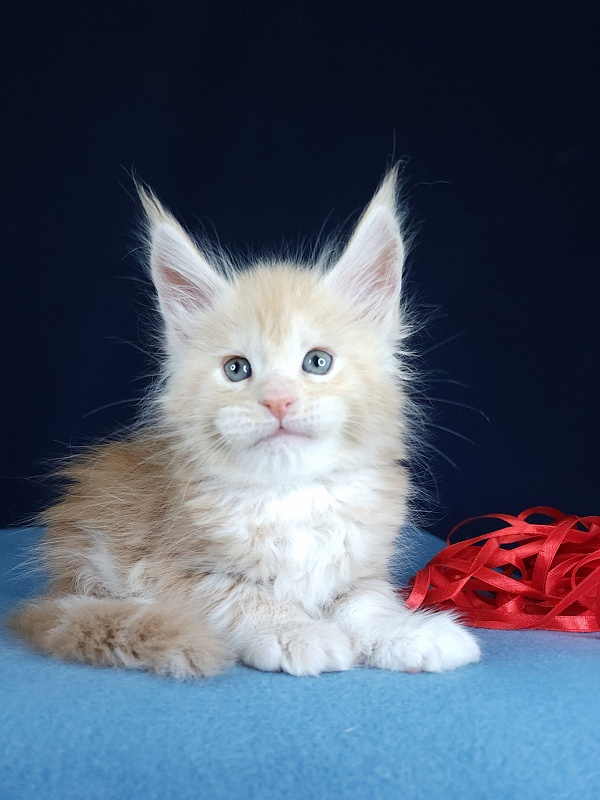 Ostap Akbars  (for PET) - Kitten maine-coon 1 month 1 week
