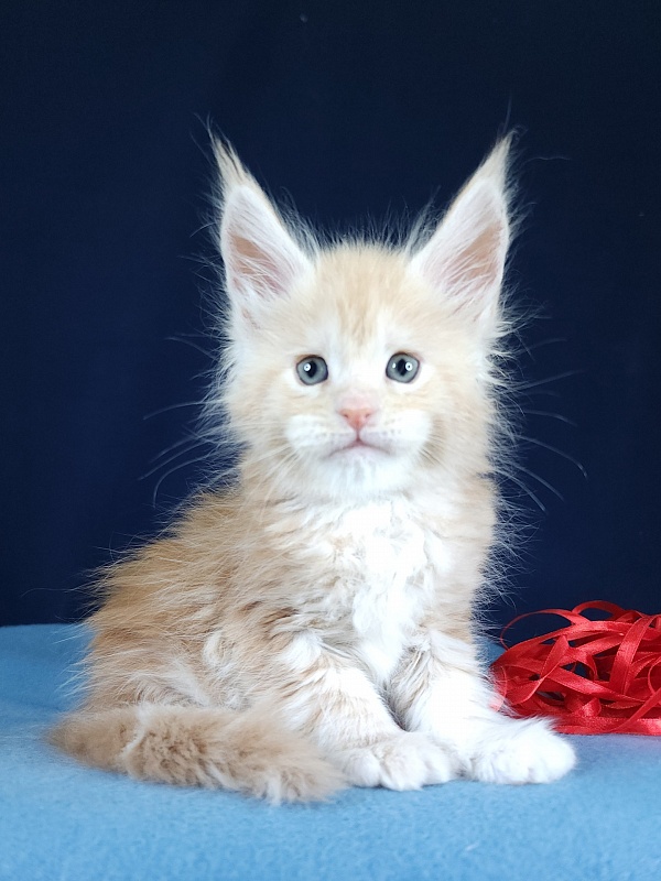 Ostap Akbars  (for PET) - Kitten maine-coon 1 month 1 week