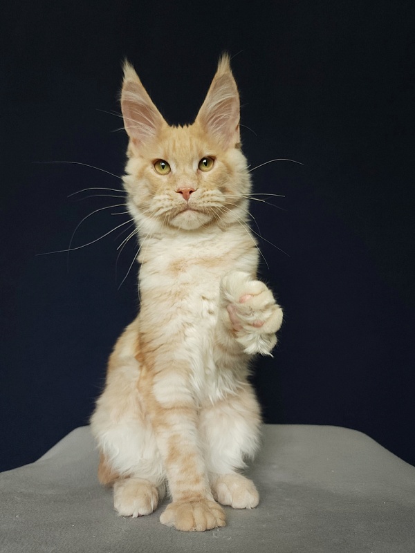 Ostap Akbars  (for PET) - Kitten maine-coon 4 months 3 weeks