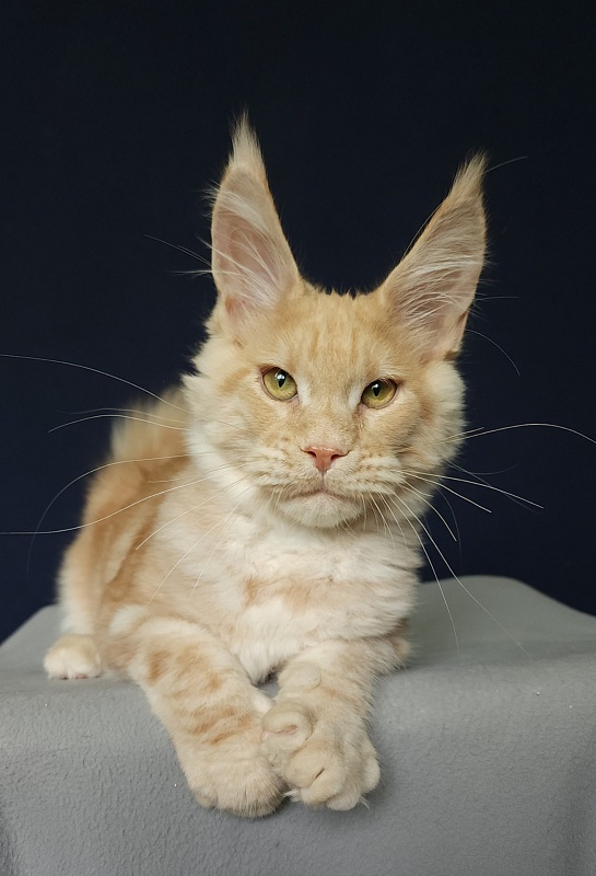 Ostap Akbars  (for PET) - Kitten maine-coon 4 months 3 weeks