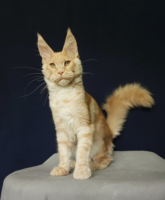 Ostap Akbars  (for PET) - Kitten maine-coon 4 months 3 weeks