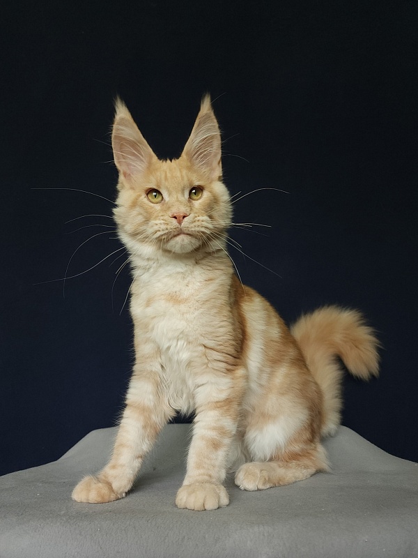 Ostap Akbars  (for PET) - Kitten maine-coon 4 months 3 weeks