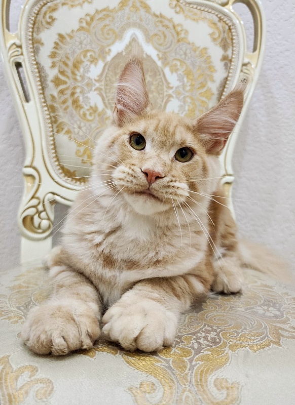 Ostap Akbars  (for PET) - Kitten maine-coon 5 months 1 week