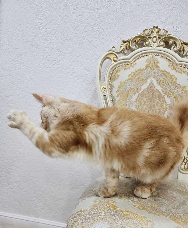 Ostap Akbars  (for PET) - Kitten maine-coon 5 months 1 week