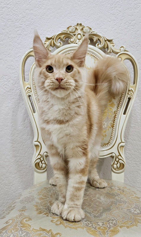 Ostap Akbars  (for PET) - Kitten maine-coon 5 months 1 week