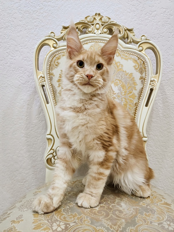 Ostap Akbars  (for PET) - Kitten maine-coon 5 months 1 week