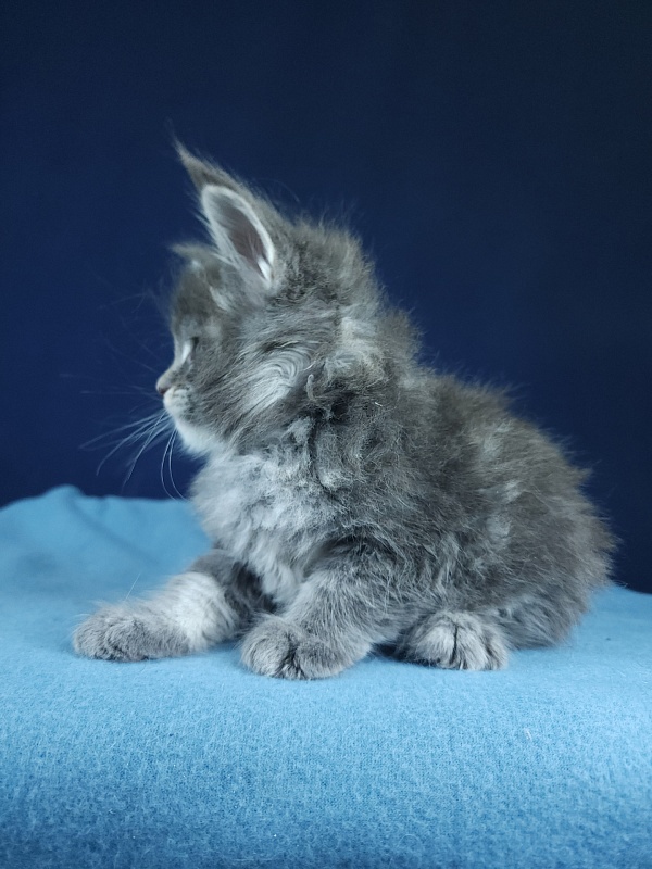 Oxana Akbars - Kitten maine-coon 1 month 1 week