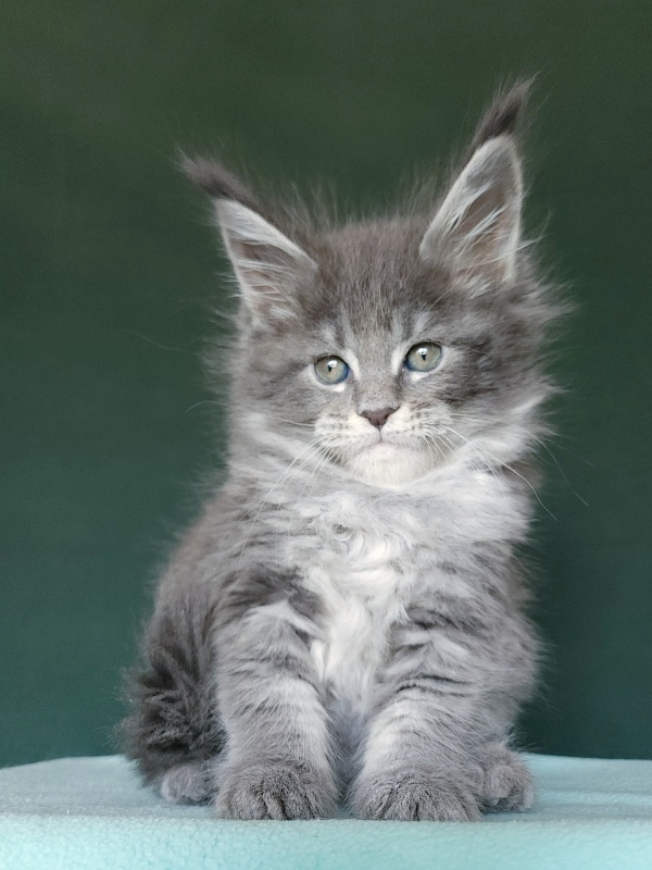 Oxana Akbars - Kitten maine-coon 1 month 2.5 weeks