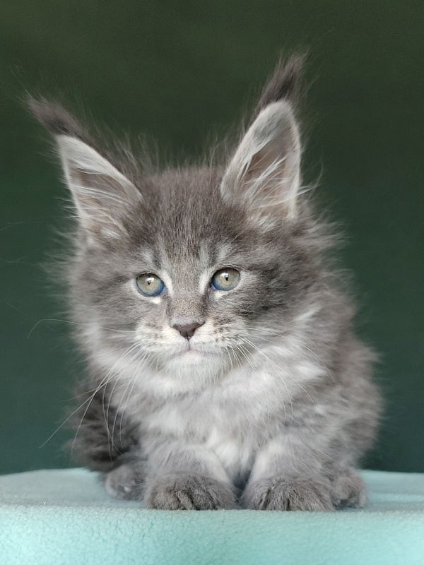 Oxana Akbars - Kitten maine-coon 1 month 2.5 weeks