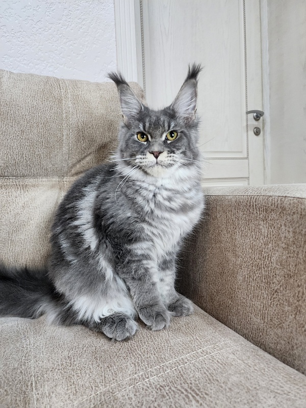 Oxana Akbars - Junior maine-coon 8 months