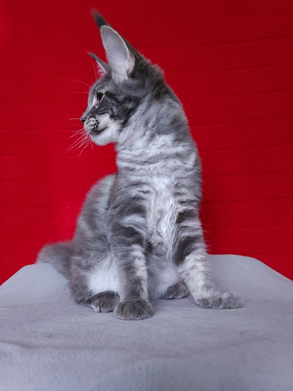 Oxana Akbars - Kitten maine-coon 4 months 3 weeks