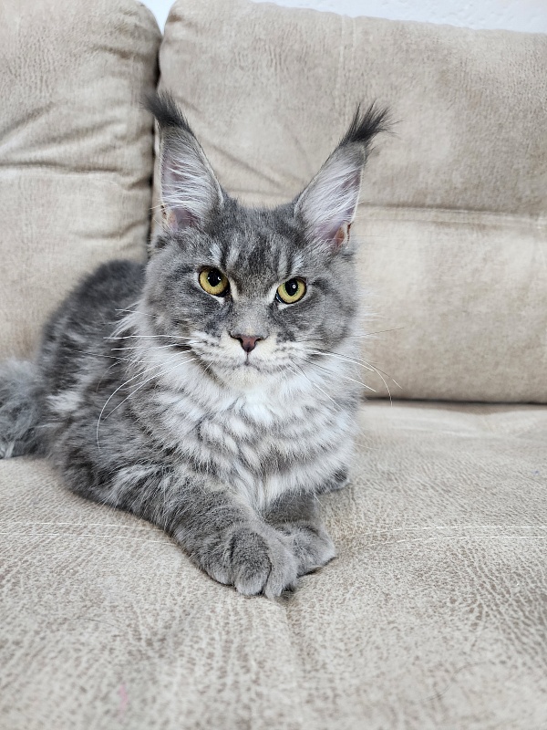 Oxana Akbars - Junior maine-coon 8 months