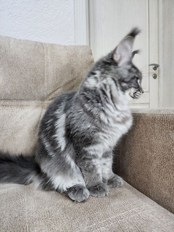 Oxana Akbars - Junior maine-coon 8 months