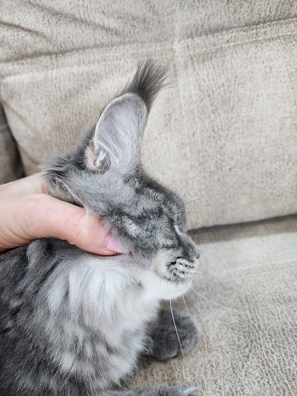 Oxana Akbars - Junior maine-coon 8 months