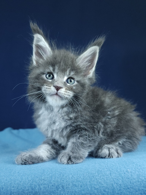 Oxana Akbars - Kitten maine-coon 1 month 1 week