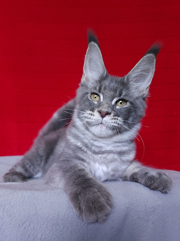 Oxana Akbars - Kitten maine-coon 4 months 3 weeks