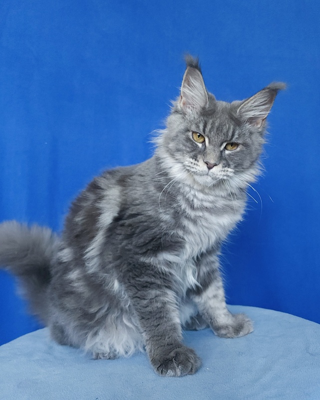 Oxana Akbars - Junior maine-coon 7 months 2.5 weeks