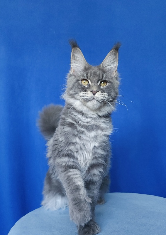 Oxana Akbars - Junior maine-coon 7 months 2.5 weeks