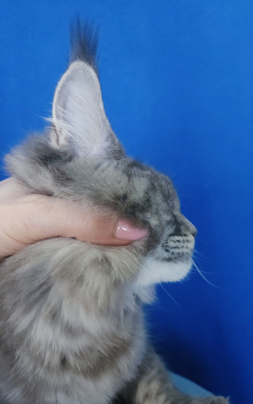 Oxana Akbars - Junior maine-coon 7 months 2.5 weeks