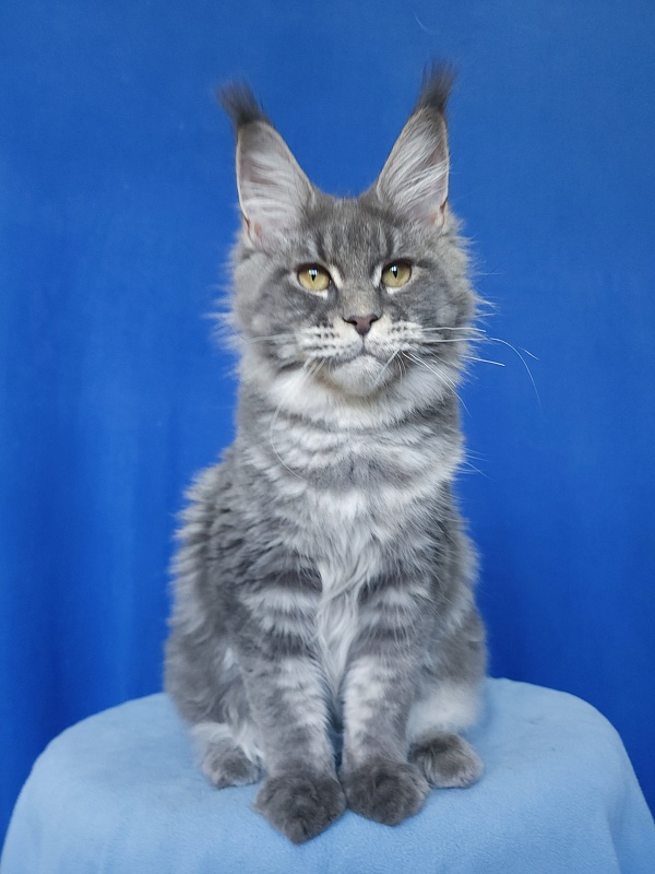 Oxana Akbars - Junior maine-coon 7 months 2.5 weeks