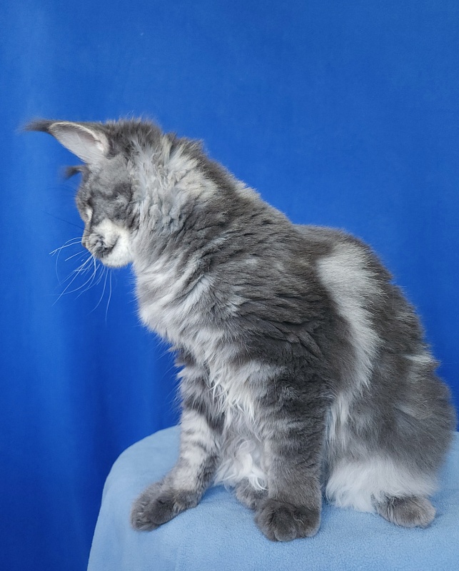 Oxana Akbars - Junior maine-coon 7 months 2.5 weeks