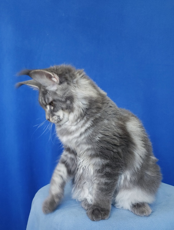 Oxana Akbars - Junior maine-coon 7 months 2.5 weeks