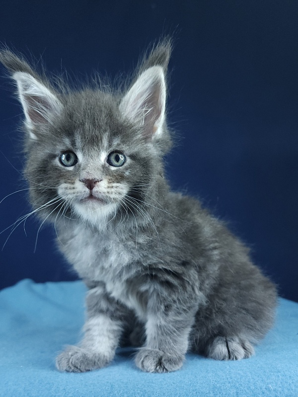 Oxana Akbars - Kitten maine-coon 1 month 1 week