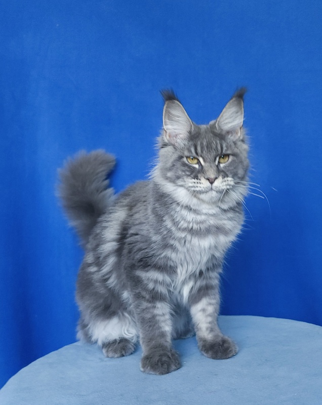 Oxana Akbars - Junior maine-coon 7 months 2.5 weeks