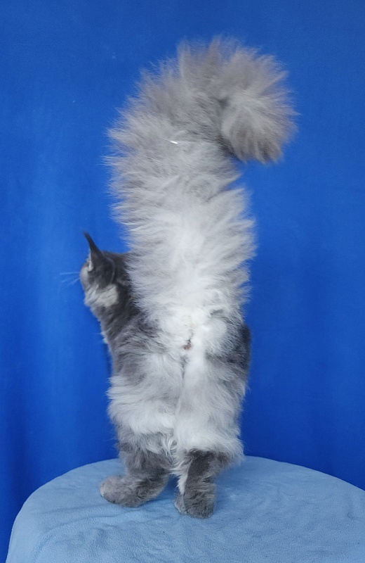 Oxana Akbars - Junior maine-coon 7 months 2.5 weeks