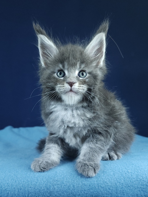 Oxana Akbars - Kitten maine-coon 1 month 1 week