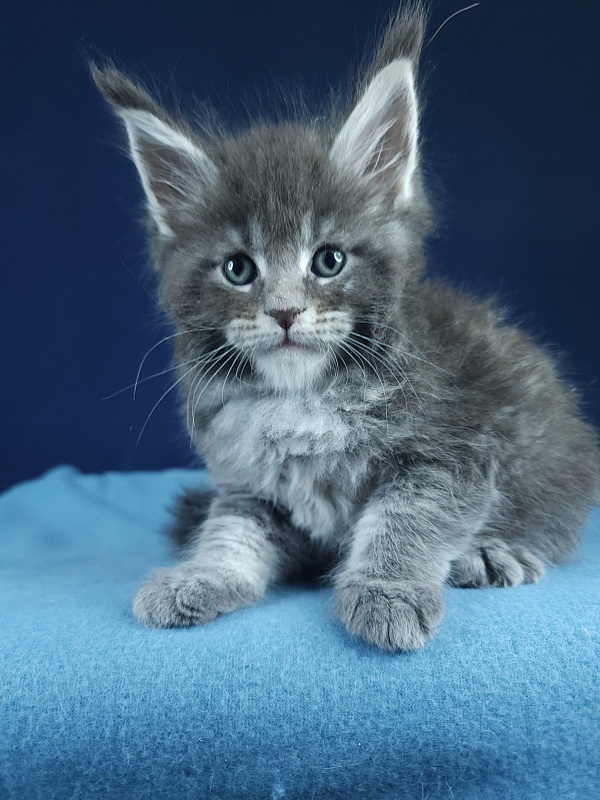 Oxana Akbars - Kitten maine-coon 1 month 1 week