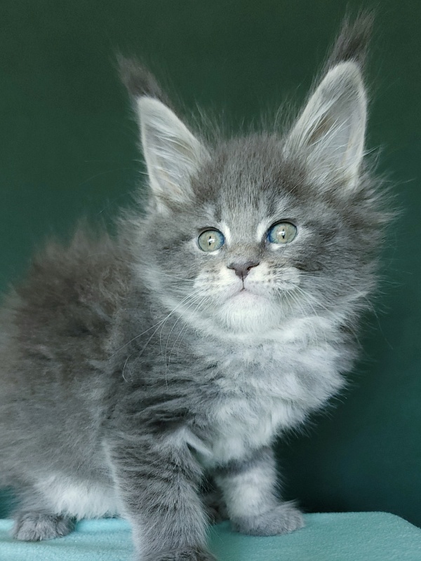 Oxana Akbars - Kitten maine-coon 1 month 2.5 weeks