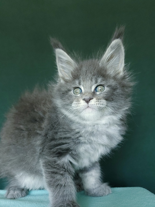 Oxana Akbars - Kitten maine-coon 1 month 2.5 weeks