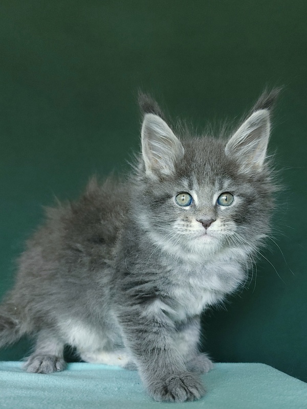 Oxana Akbars - Kitten maine-coon 1 month 2.5 weeks