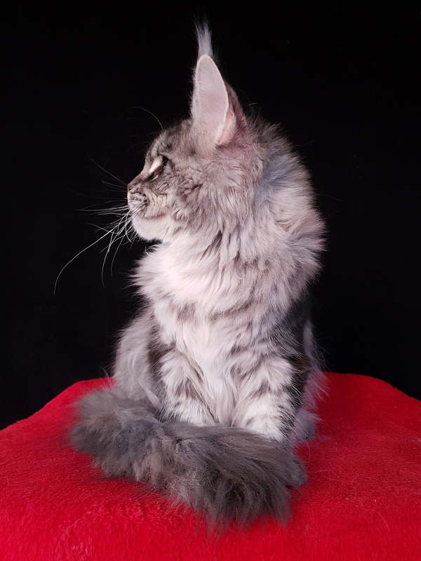Olsey Akbars - Kitten maine-coon 5 months