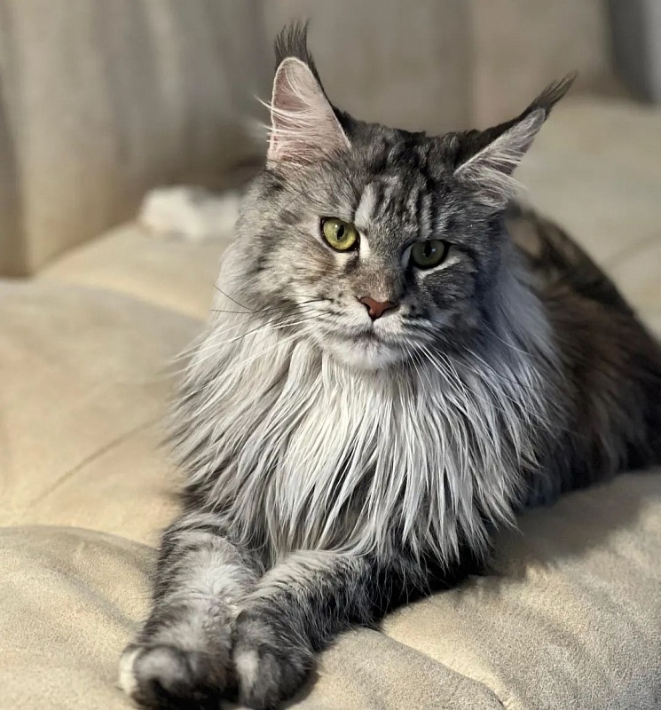 Olsey Akbars - Adult maine-coon 2 years 2 months 3 weeks