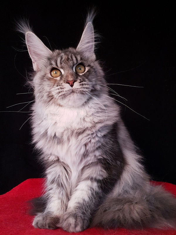 Olsey Akbars - Kitten maine-coon 5 months
