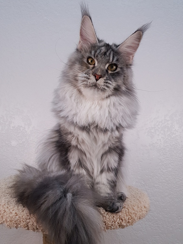 Olsey Akbars - Junior maine-coon 8 months